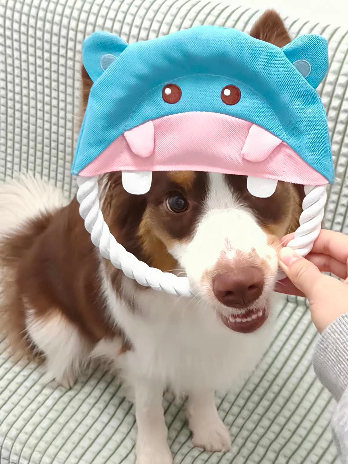 Customer dog photo