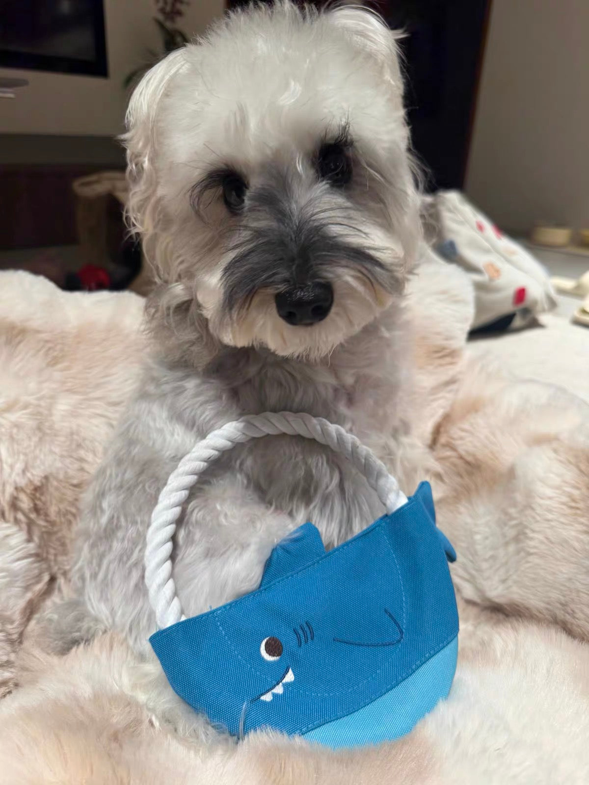Customer dog photo