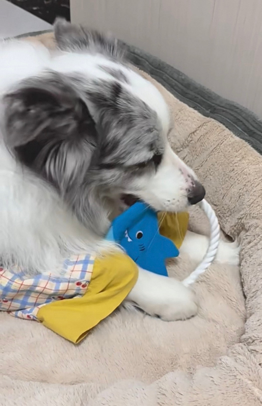 Customer dog photo