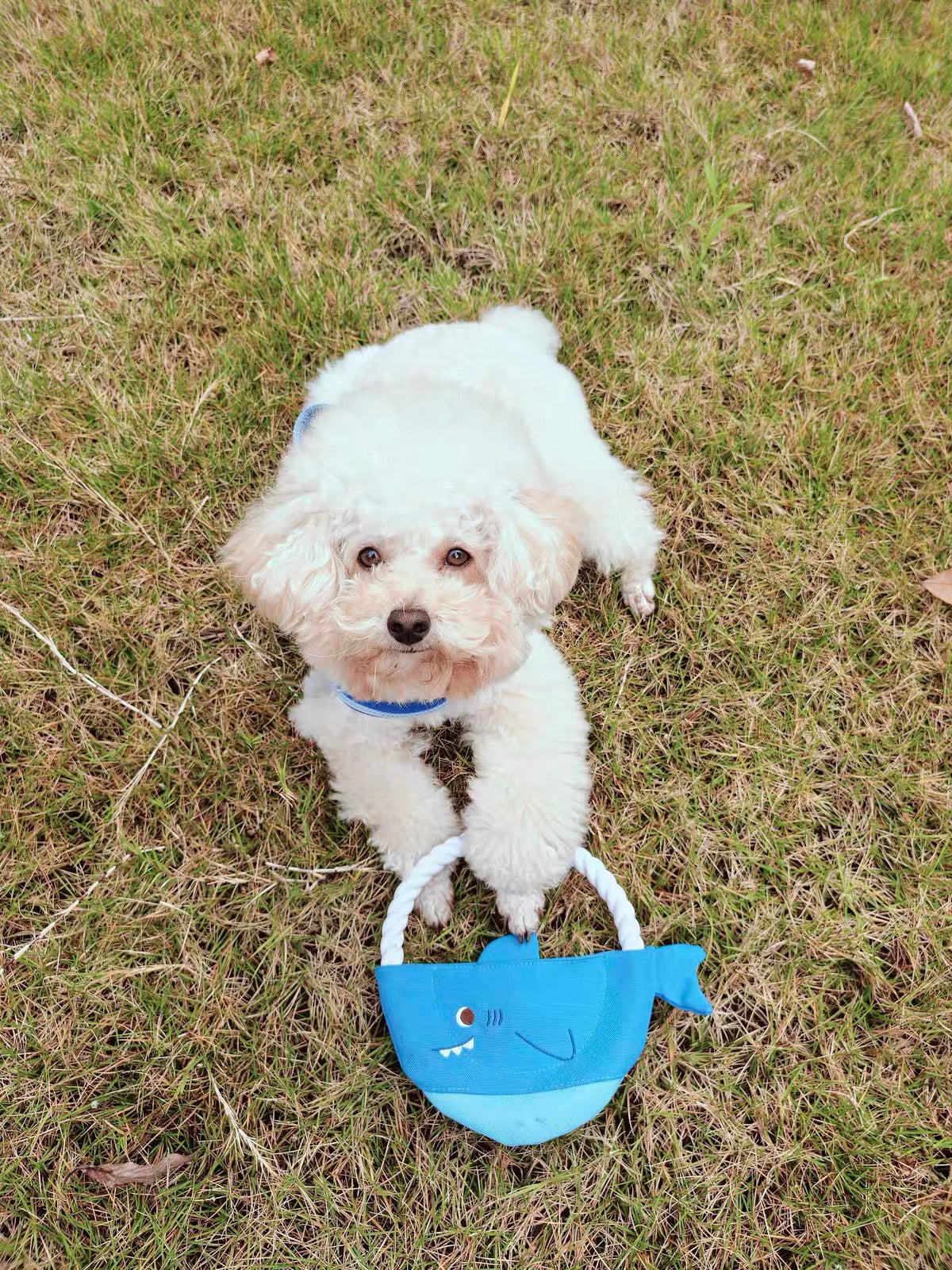 Customer dog photo