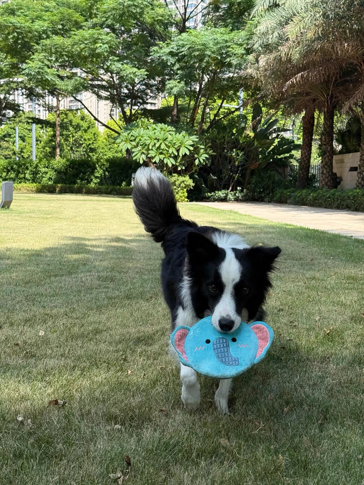 Customer dog photo