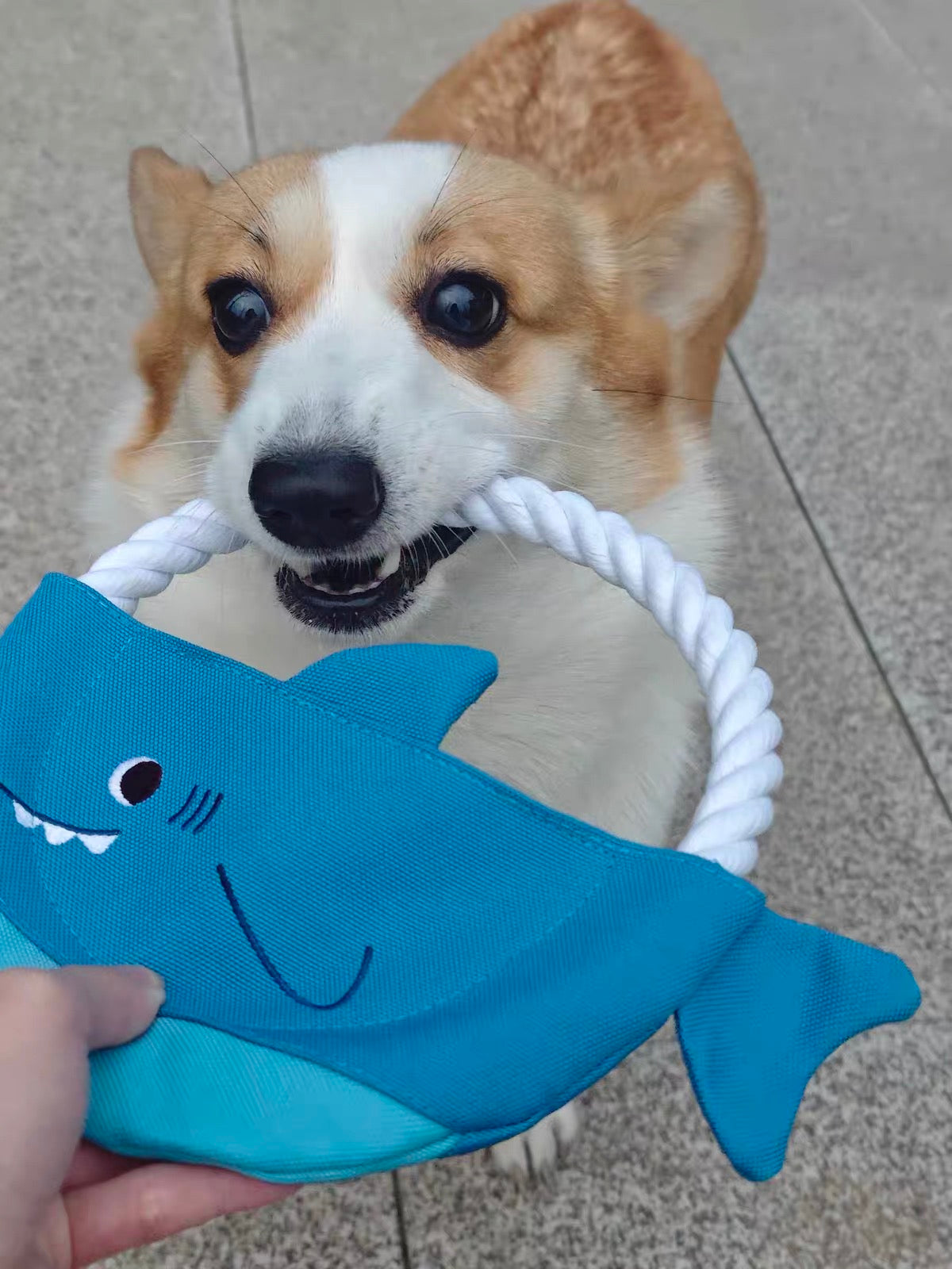 Customer dog photo